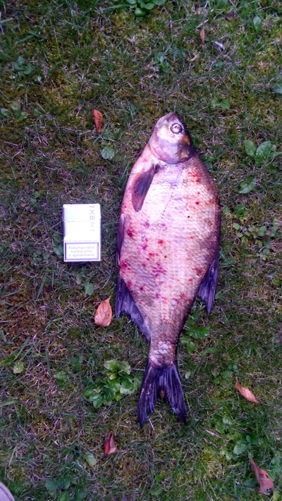 Carp bream