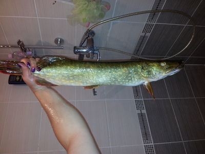 Northern Pike