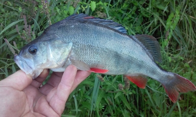 Eurasian perch