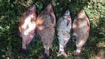 Carp bream