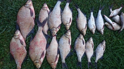 Carp bream