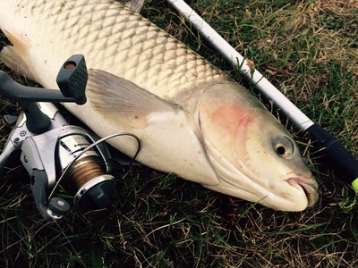 Grass carp