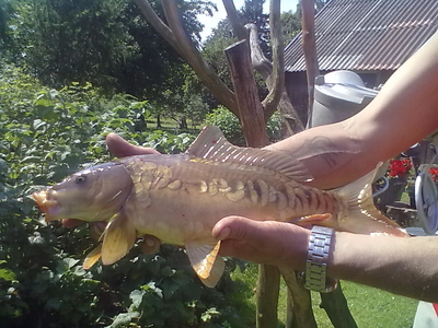 Carp