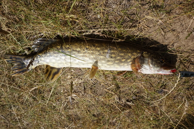 Northern Pike