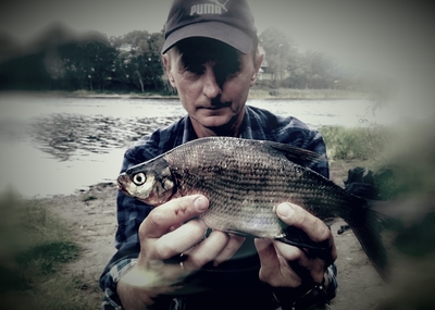 Carp bream
