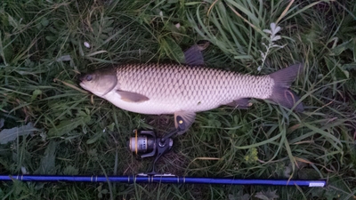 Grass carp