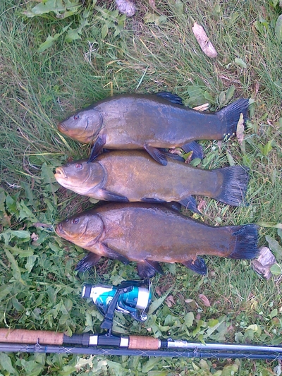 Tench