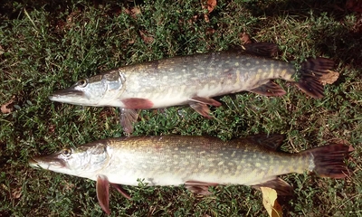 Northern Pike
