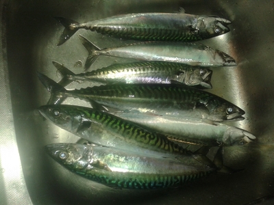 Mackerel