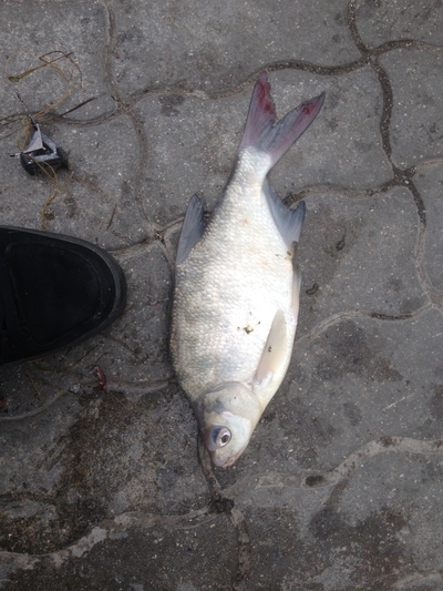 Carp bream
