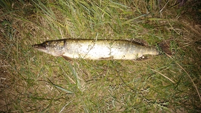 Northern Pike