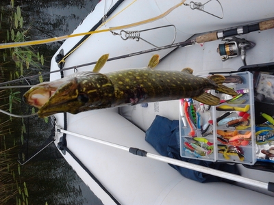 Northern Pike