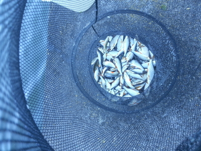 Roach