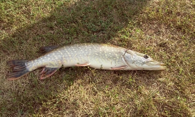 Northern Pike
