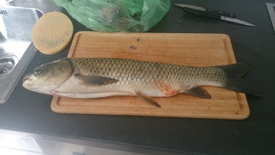 Grass carp