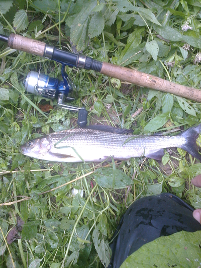 Grayling