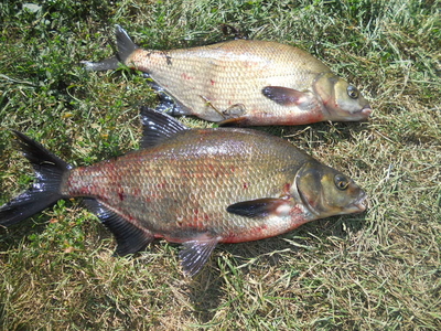 Carp bream
