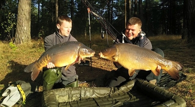 Carp