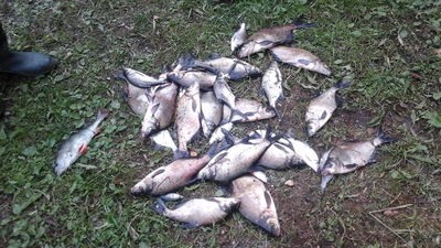 Carp bream