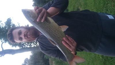 Grass carp