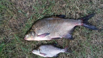 Carp bream