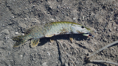 Northern Pike