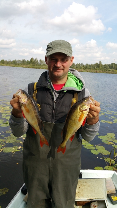 Eurasian perch