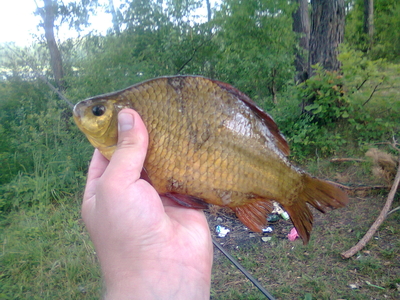 Crucian carp