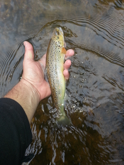 Brown Trout