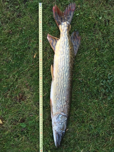 Northern Pike