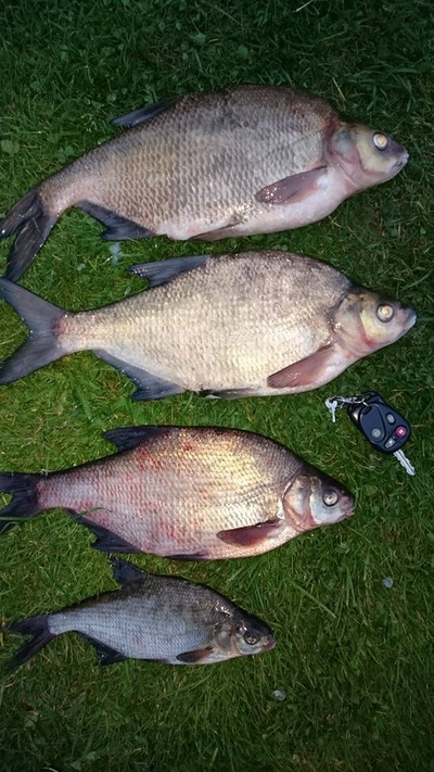 Carp bream