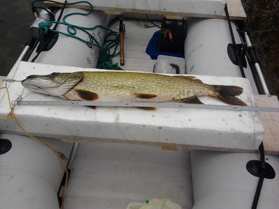 Northern Pike
