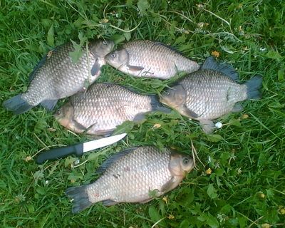 Prussian carp