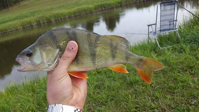 Eurasian perch