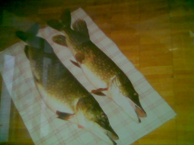 Northern Pike