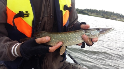 Northern Pike