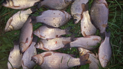 Prussian carp