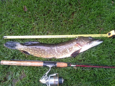 Northern Pike