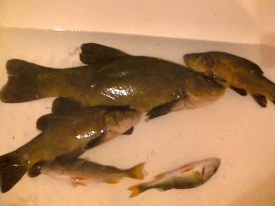 Tench