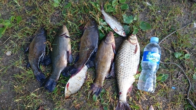 Tench