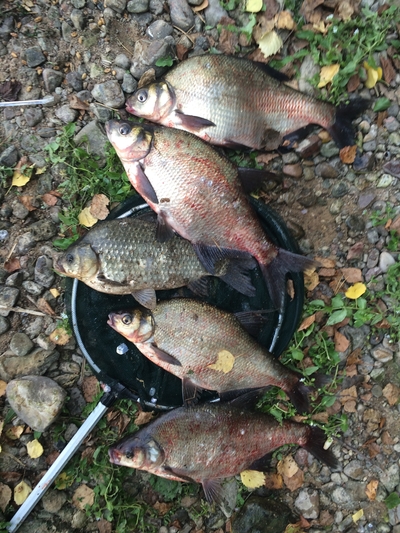 Carp bream