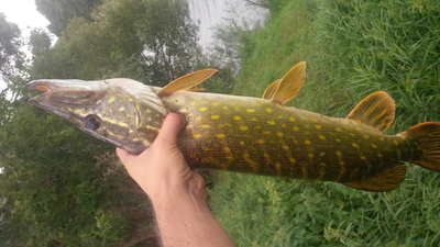 Northern Pike