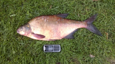 Carp bream