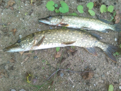 Northern Pike
