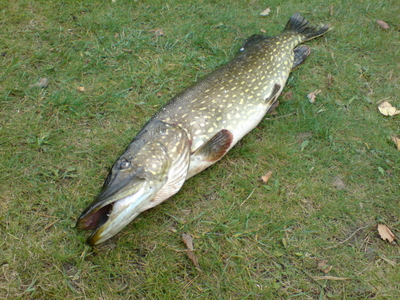 Northern Pike