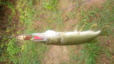 Northern Pike