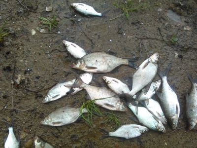 Silver Bream