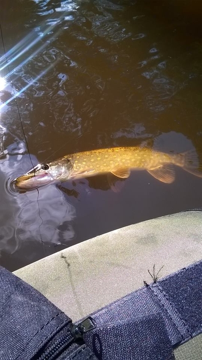 Northern Pike