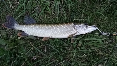 Northern Pike