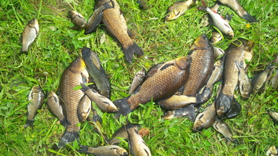 Prussian carp